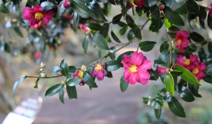 濟州休愛里自然公園折扣票