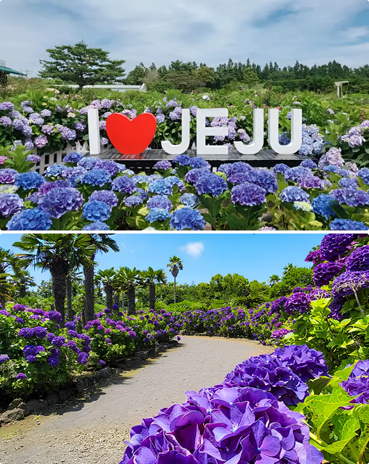 Beautiful blue and purple hydrangeas in full bloom at Hueree Nature Life Park.