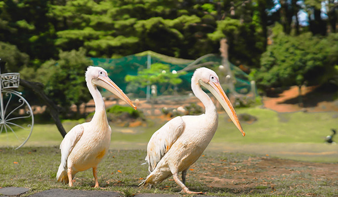 Jeju Hwajowon (Flower Bird Park) Entrance Ticket