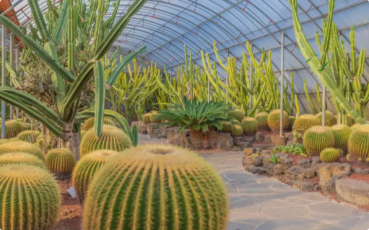 Cacti plants at Jeju Ilchul Land