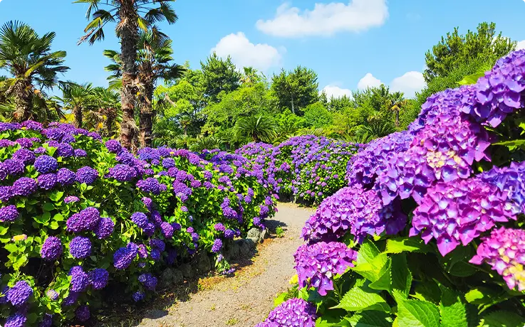 Hydrangeas at Jeju Ilchul Land