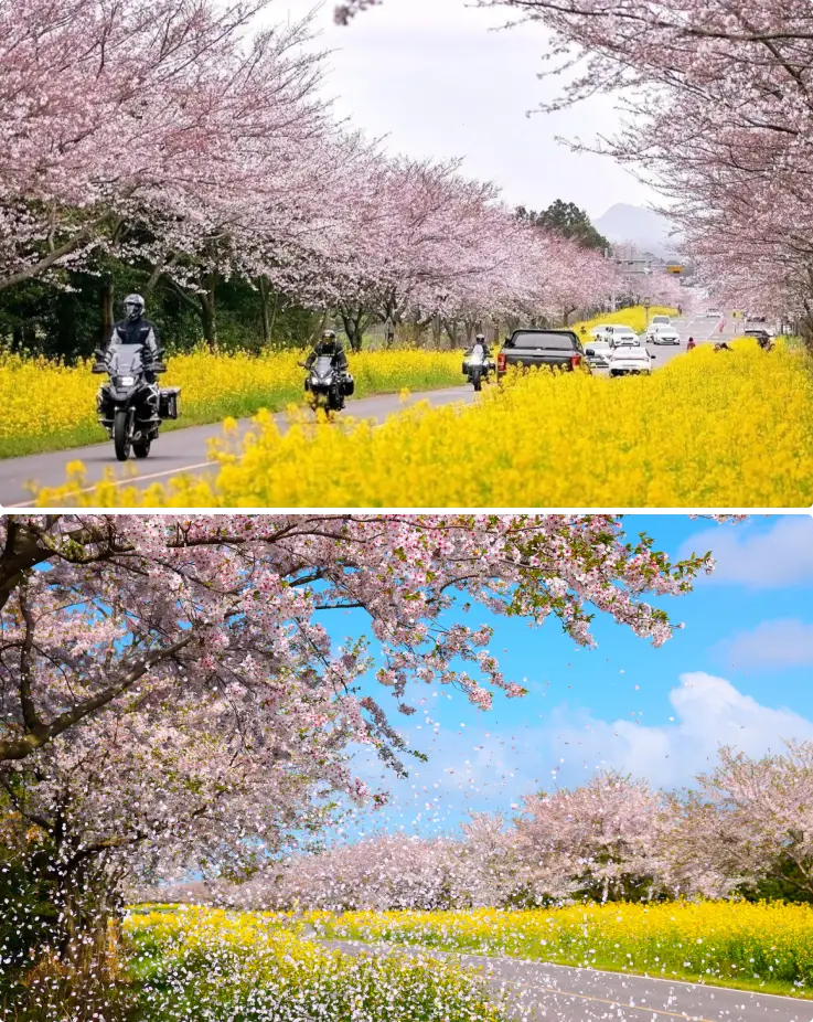 Cherry blossoms and canolas in full bloom at Jeongnong-ro Cherry Blossom Road in Jeju.