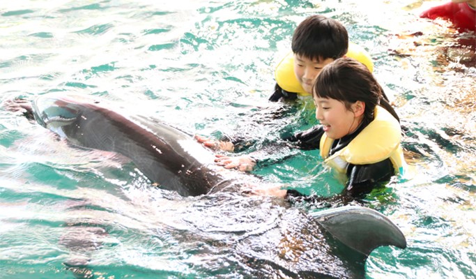Jeju Marine Park Discount Ticket (+ Dolphin Training option) / Dolphin Swimming