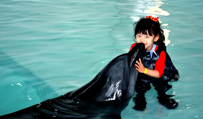 Jeju Marine Park Discount Ticket (+ Dolphin Training option) / Dolphin Swimming