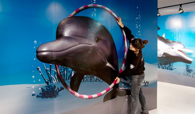 Jeju Marine Park Discount Ticket (+ Dolphin Training option) / Dolphin Swimming