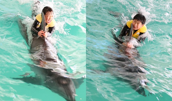 Jeju Marine Park Discount Ticket (+ Dolphin Training option) / Dolphin Swimming