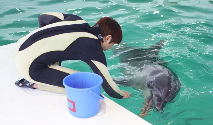 Jeju Marine Park Discount Ticket (+ Dolphin Training option) / Dolphin Swimming