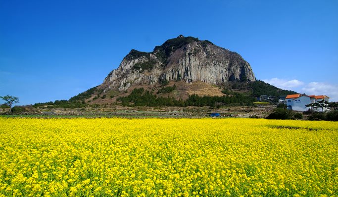 Hire a mini bus/big van with a driver in Jeju - Jeju Mini Bus/Big Van Tour (up to 12/20 passengers)