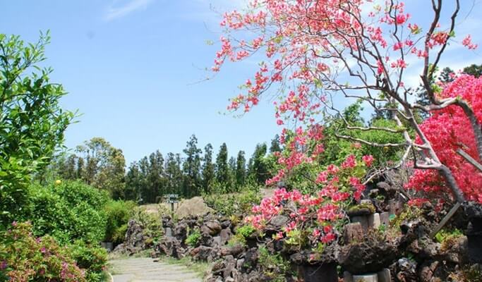 Jeju Natural Stone Art Museum (Seokbujak Museum) Discount Ticket