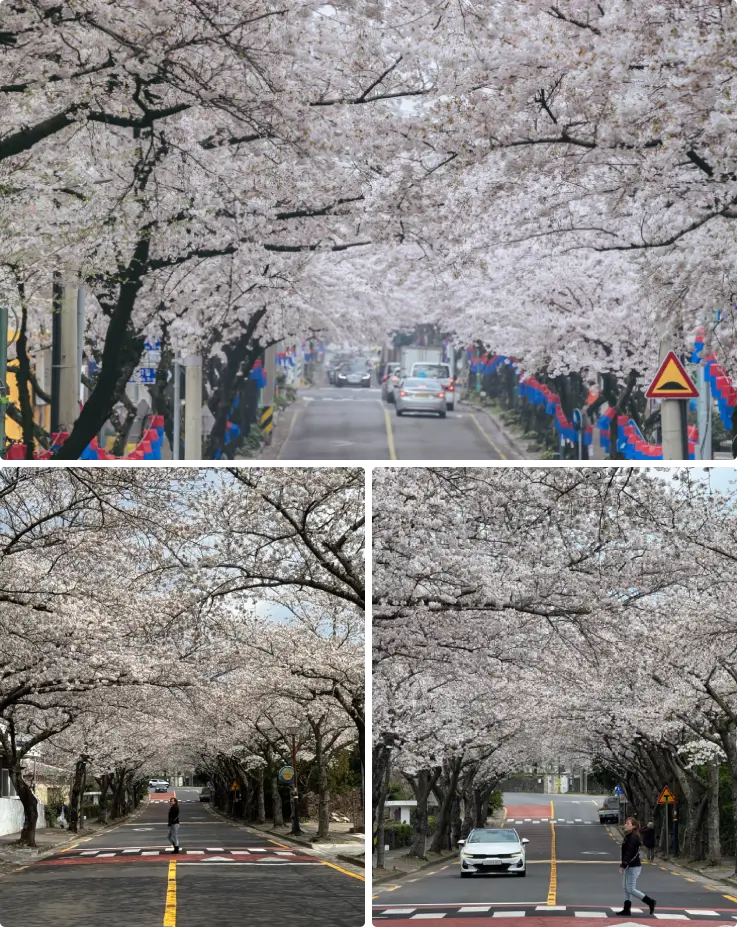 Cherry blossoms in full bloom at Noksan Cherry Blossom Road in Jeju.