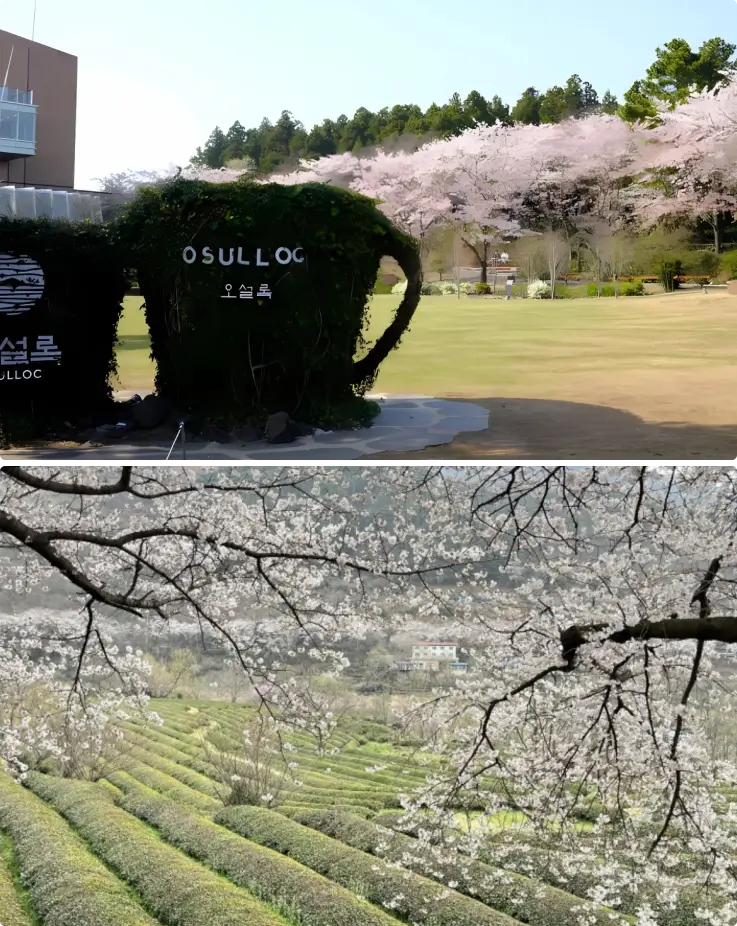 Pink cherry blossom trees lined along a vast green tea field at Osulloc Tea Museum Jeju.