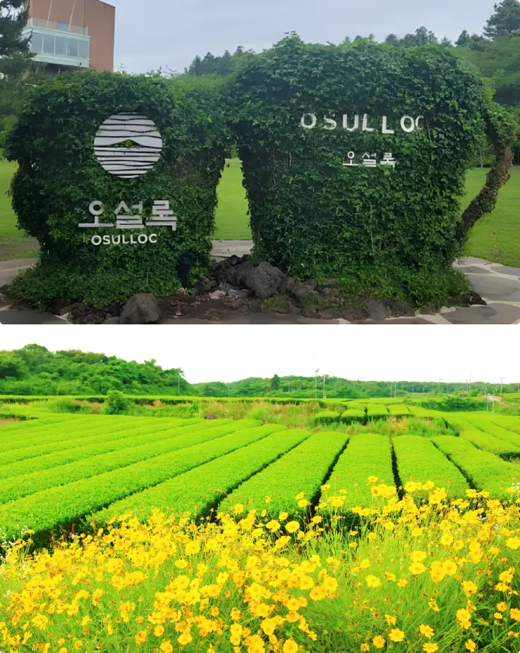 Osulloc Tea Museum's vast green tea fields