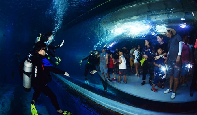 Scuba Diving at Aqua Planet Jeju - Trazy, Korea's #1 Travel Guide