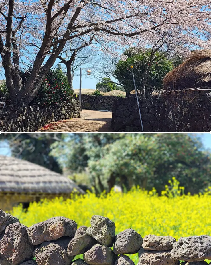 Jeju Seongeup Folk Village in the springtime
