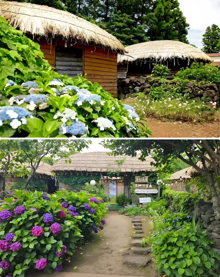 Thatched houses, stone walls, and hydrangeas at Seongeup Folk Village in Jeju