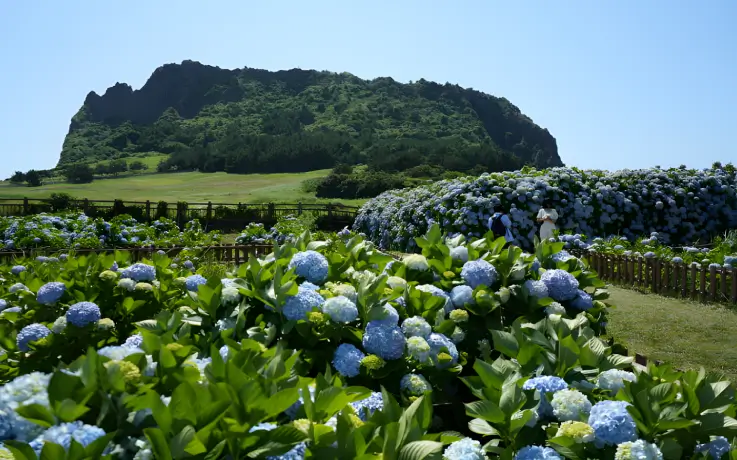 Sweeping view of Seongsan Ilchulbong and surrounding fields of hydrangea flowers