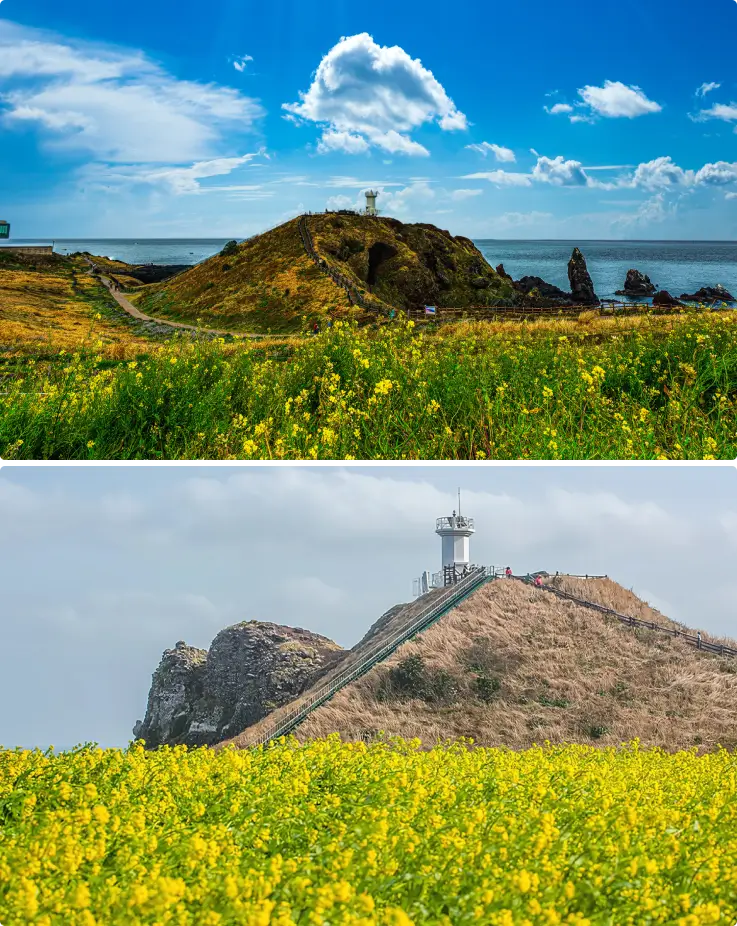 Fields of canola flowers along the Seopjikoji Hill in Jeju.