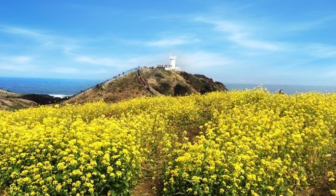 Spring Special: Jeju Island Cherry Blossom & Canola Flower Tour - Private Taxi / Van Tour (Mar 20~Apr 10)