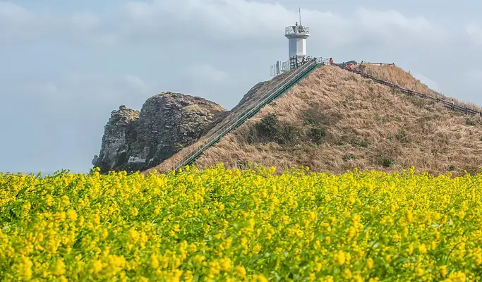 Spring Special: Jeju Spring Cherry Blossom 1 Day Tour (East/ South & West Course)