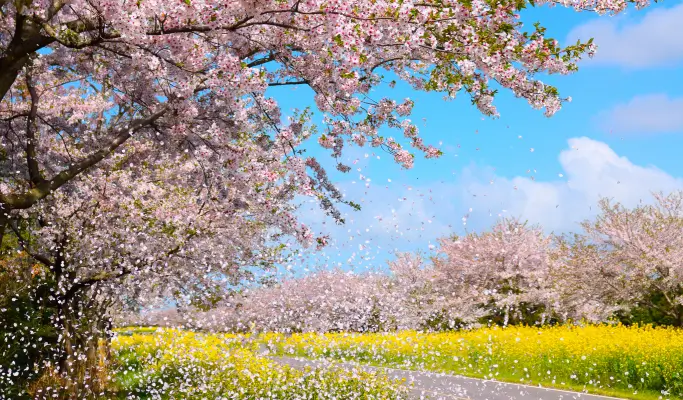 Spring Special: Jeju Spring Cherry Blossom 1 Day Tour (East/ South & West Course)