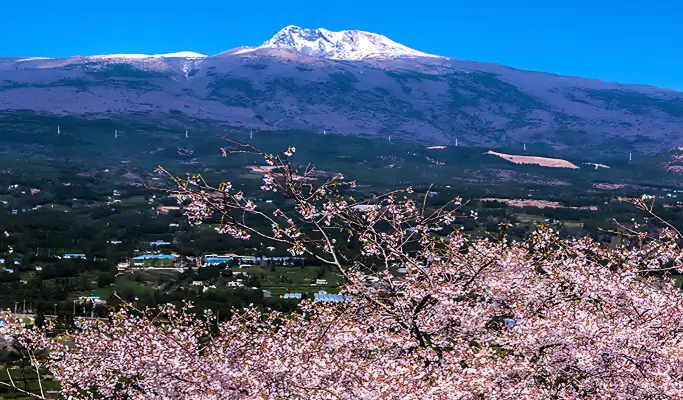 Spring Special: Jeju Spring Cherry Blossom 1 Day Tour (East/ South & West Course)