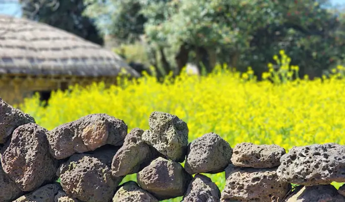 Spring Special: Jeju Spring Cherry Blossom 1 Day Tour (East/ South & West Course)