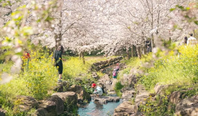 Spring Special: Jeju Spring Cherry Blossom 1 Day Tour (East/ South & West Course)