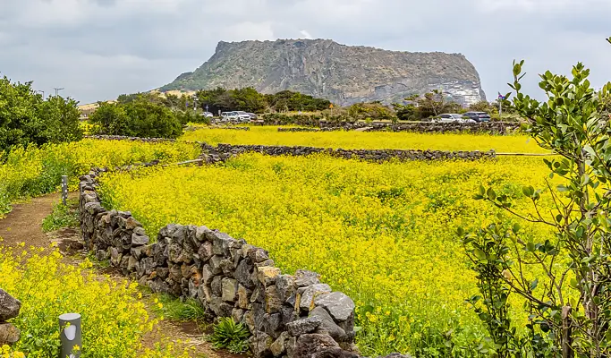 Spring Special: Jeju Spring Cherry Blossom 1 Day Tour (East/ South & West Course)