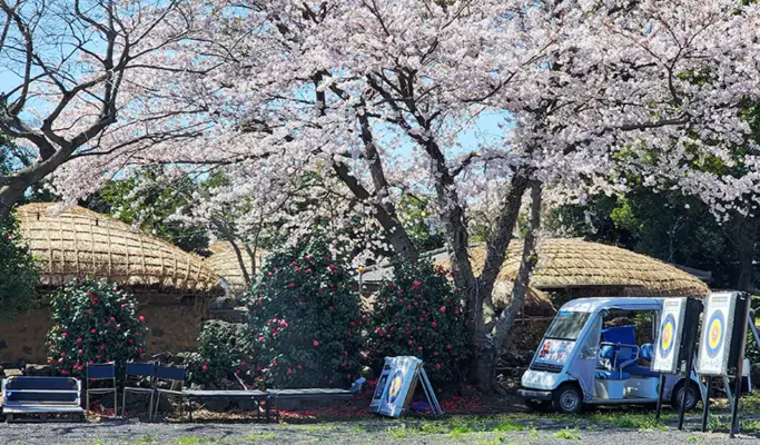 Spring Special: Jeju Spring Cherry Blossom 1 Day Tour (East/ South & West Course)