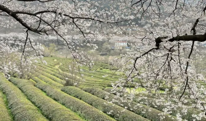 Spring Special: Jeju Spring Cherry Blossom 1 Day Tour (East/ South & West Course)