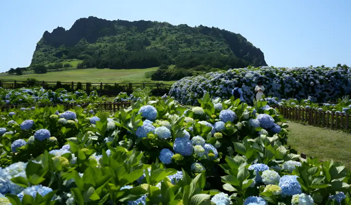 Summer Special: Jeju Summer 1 Day Tour (East/ South & West Course)
