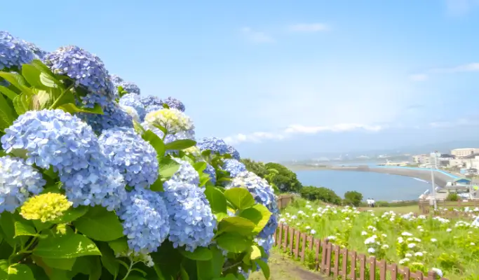 Summer Special: Jeju Summer 1 Day Tour (East/ South & West Course)