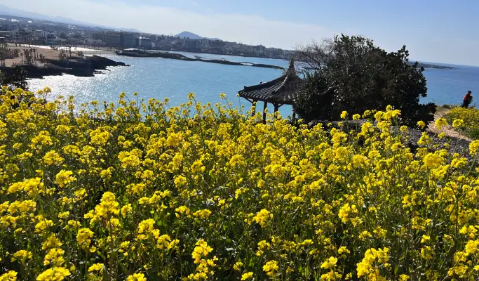 Summer Special: Jeju Summer 1 Day Tour (East/ South & West Course)