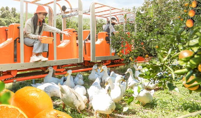 Tangerine Picking Experience In Jeju Island Trazy Korea s 1 Travel Shop