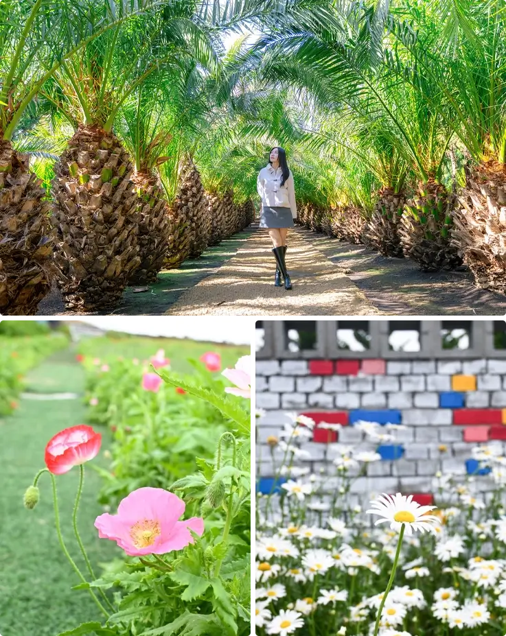 Spring flowers at Jeju Udo Garden