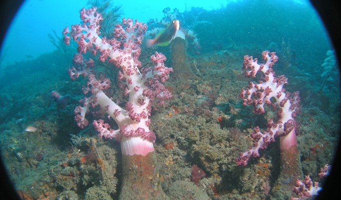 濟州牛島潛水艇