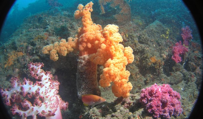濟州牛島潛水艇