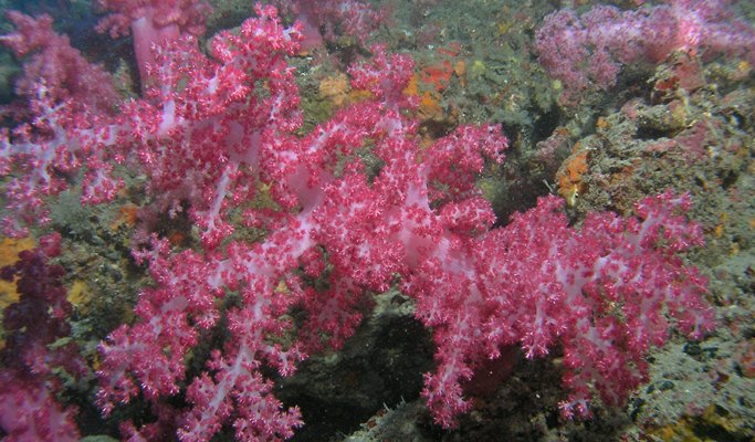 濟州牛島潛水艇