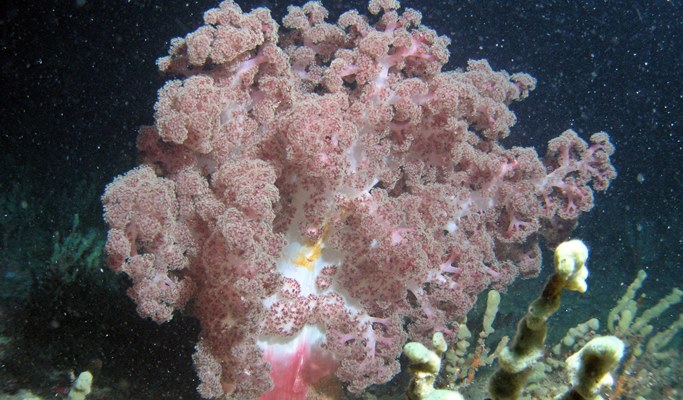 濟州牛島潛水艇