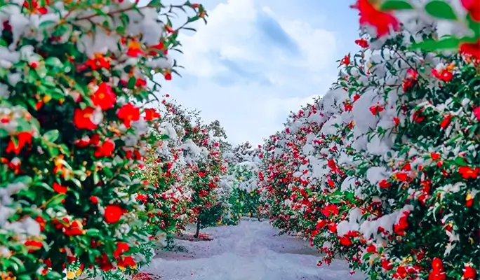 Winter Special: Jeju Winter 1 Day Tour (East/ South & West Course)