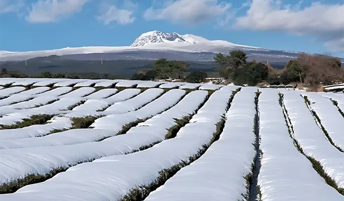 Winter Special: Jeju Winter 1 Day Tour (East/ South & West Course)