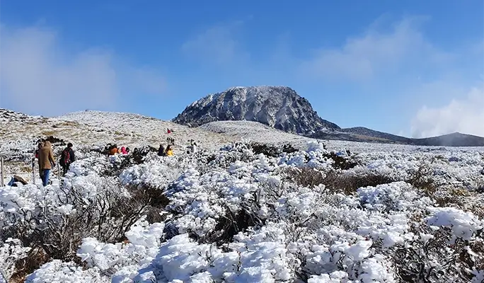 Winter Special: Jeju Winter 1 Day Tour (East/ South & West Course)