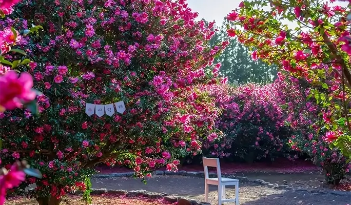 Winter Special: Jeju Winter 1 Day Tour (East/ South & West Course)