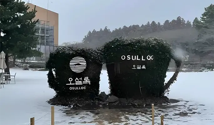 Winter Special: Jeju Winter 1 Day Tour (East/ South & West Course)