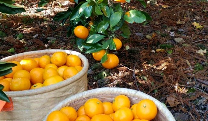 Tangerine Picking Experience in Jeju (~Jan 20)