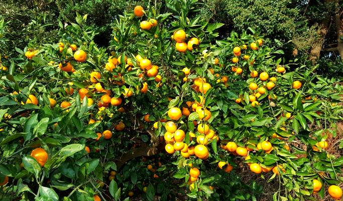 Tangerine Picking Experience in Jeju (~Jan 20)