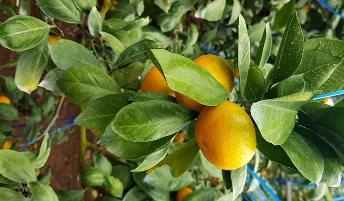 Tangerine Picking Experience in Jeju (~Jan 20)