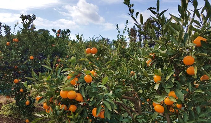 Tangerine Picking Experience in Jeju - Trazy, Korea's #1 Travel Guide