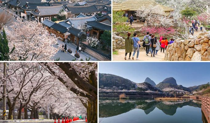 Spring Special: Jeonju Hanok Village & Gwangyang Plum Blossom/ Donghaksa Temple/ Maisan Mountain Cherry Blossom Festival - from Seoul (Mar 14~Apr 18)