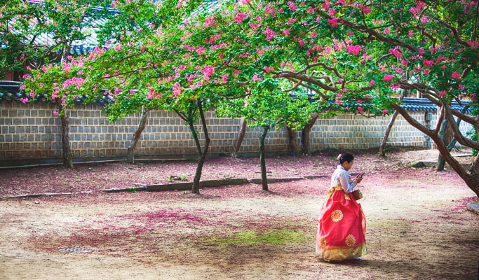 Spring Special: Gwangyang Plum Blossom (Maehwa) Festival & Jeonju Hanok Village 1 Day Tour - from Seoul (Mar 10~21)